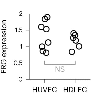 Open access visualization of Scatter Plot, Reverse transcription PCR, ERG mRNA, HDLECs, HUVECs
