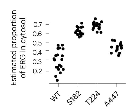 Open access visualization of Scatter Plot, Dot plot, ERG, DAPI, Immunofluorescence microscopy
