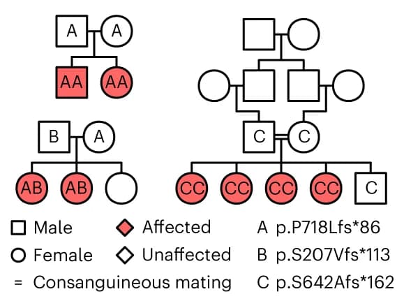 Open access visualization of Workflow, Flowchart, Illustration, Pedigrees, Homozygous
