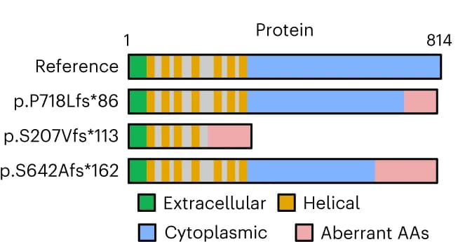 Open access visualization of Illustration, Schematic, Variants, cDNA, Amino acid