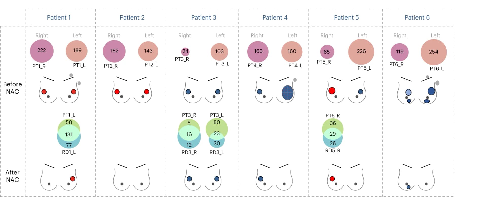 Open access visualization of Bubble Plot, Venn Diagram, Mutations, Primary Tumors, NAC