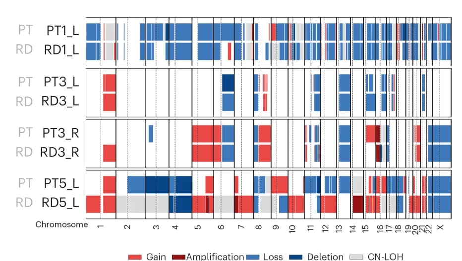Open access visualization of Bar Plot, Stacked Bar Plot, Primary Tumor, RD, NAC