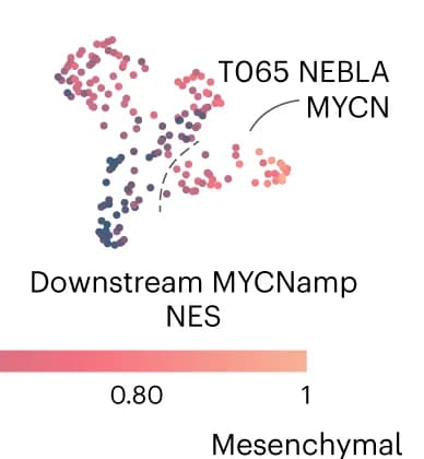 Open access visualization of Scatter Plot, UMAP, UMAP projection, Normalized enrichment score, MYCN amplification