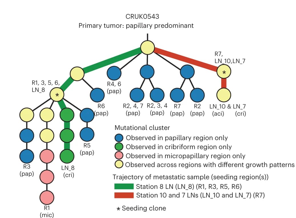 Open access visualization of Network, Pathway, Phylogenetic tree, Metastases, Lymph Nodes