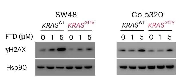 Open access visualization of Gel, Western Blot, DNA Damage Marker γH2AX, KRAS WT, KRAS G12