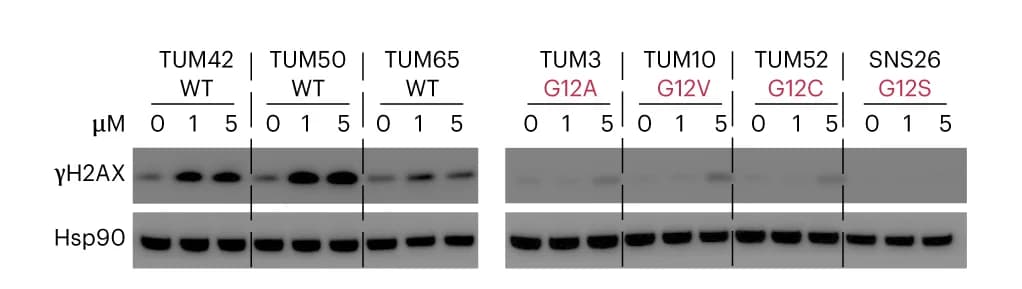 Open access visualization of Gel, Western Blot, DNA Damage Marker γH2AX, mCRC PDOs, KRAS WT