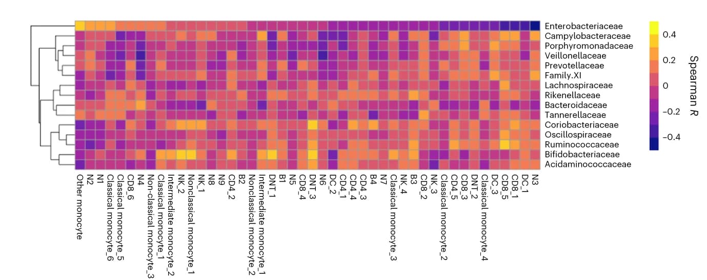 Open access visualization of Heatmap, Clustered, Heat Map, Spearman Correlations, Microbiota Families