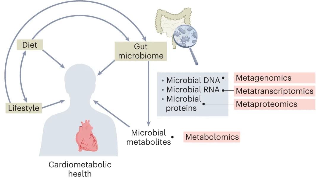 Open access visualization of Workflow, Illustration, Meta-omics, Microbiome, Metabolites