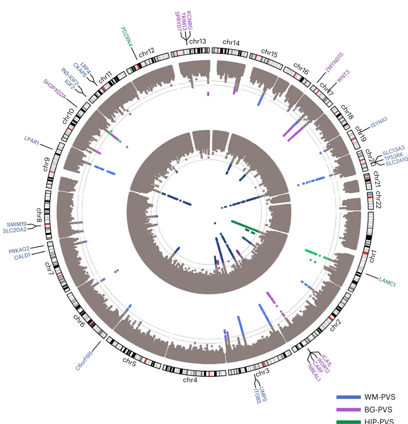 Open access visualization of Scatter Plot, Manhattan Plot, GWAS Meta-analysis, MTAG Analysis, Gene-based Test