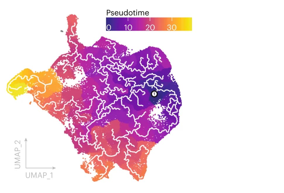 Open access visualization of UMAP, Scatter Plot, Single-cell Clusters, Monocle3, Trajectory Mapping