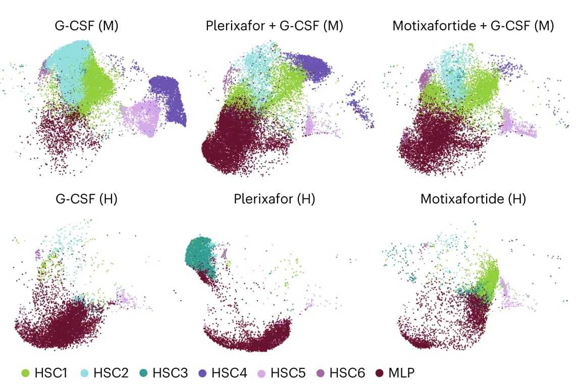 Open access visualization of Scatter Plot, UMAP, Early Progenitor Populations, HSC, MLP