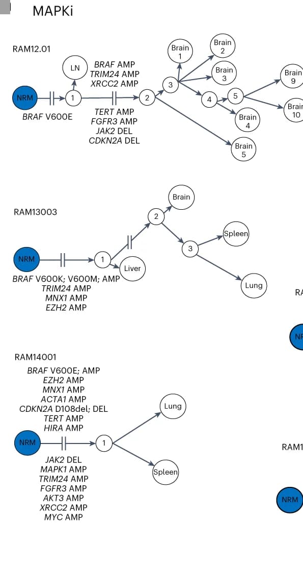 Open access visualization of Pathway, Phylogenetic Tree, Somatic Mutations, Cancer Genes, Metastases