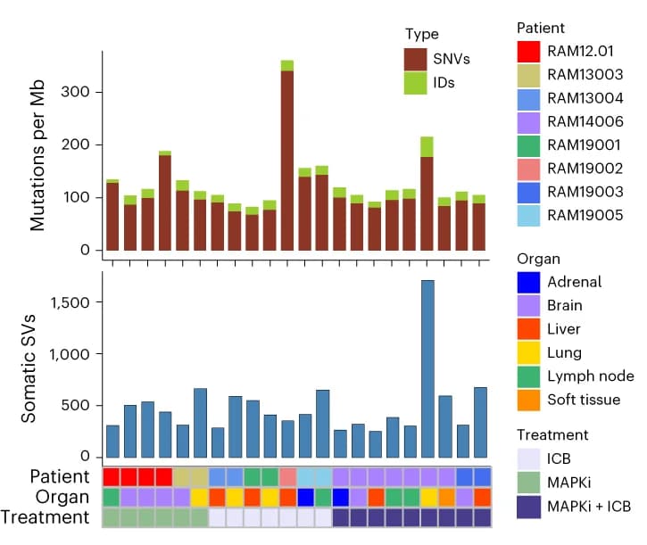 Open access visualization of Stacked Bar Plot, Bar Plot, Heatmap, Tumor Mutational Burden, Somatic IDs