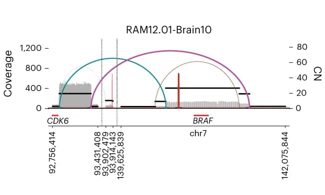 Open access visualization of Line Plot, Structural Variation Plot, Extrachromosomal DNA, BRAF, Brain Metastasis
