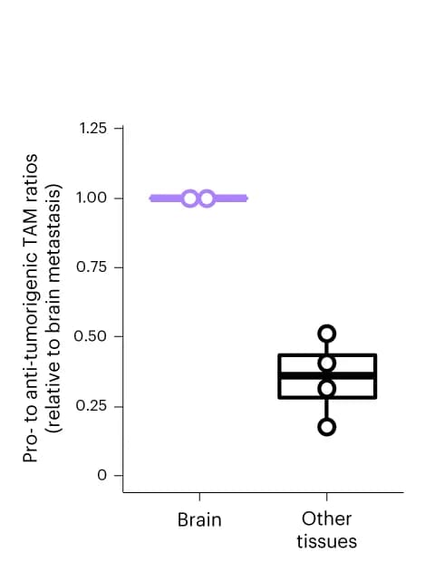 Open access visualization of Box Plot, Scatter Plot, Multiplex Immunofluorescence, TAMs, Metastatic Tumors