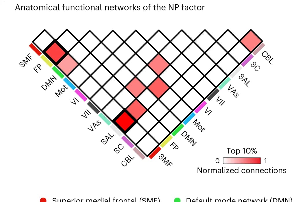 Open access visualization of Heatmap, Brain Connections, Frontoparietal Network, Limbic Networks