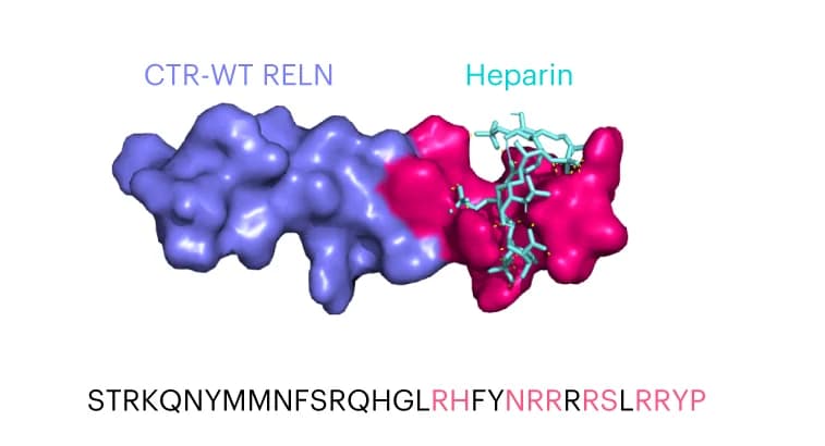 Open access visualization of Protein Structure, Chemical Structure, Docking, CTR-RELN, Heparin