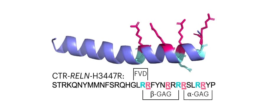 Open access visualization of Protein Structure, H3447R CTR-RELN Variant, Homology-Based Model, Arginines, Heparin-Binding Motif
