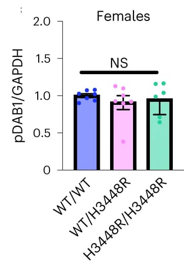 Open access visualization of Bar Plot, Error Bars, Quantification, pDab1, GAPDH