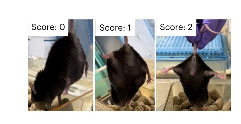 Open access visualization of Photo, Phenotype, Tail Elevation Test, Score, Impairment