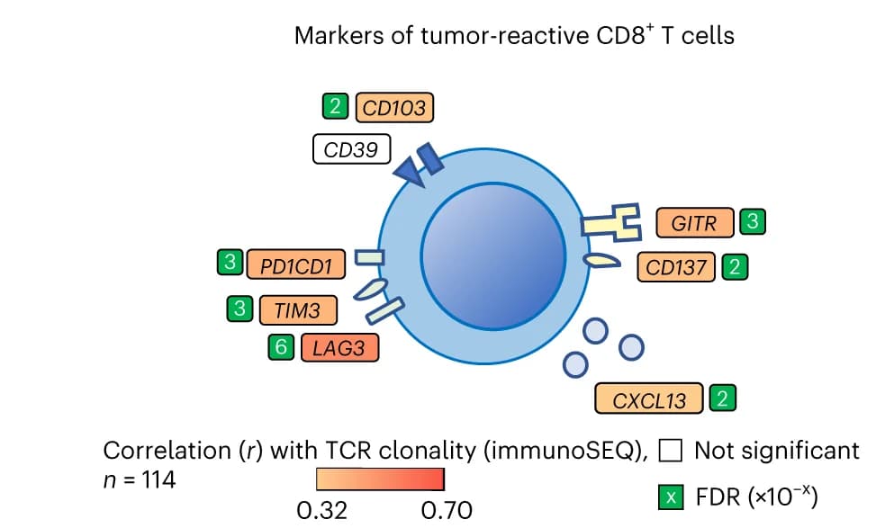 Open access visualization of Illustration, Pearson correlation, TCR clonality, CD8+ T cells, Tumor-reactive CD8+ T cells