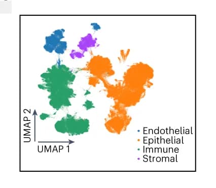 Open access visualization of UMAP, HLCA, Level 1 Annotation