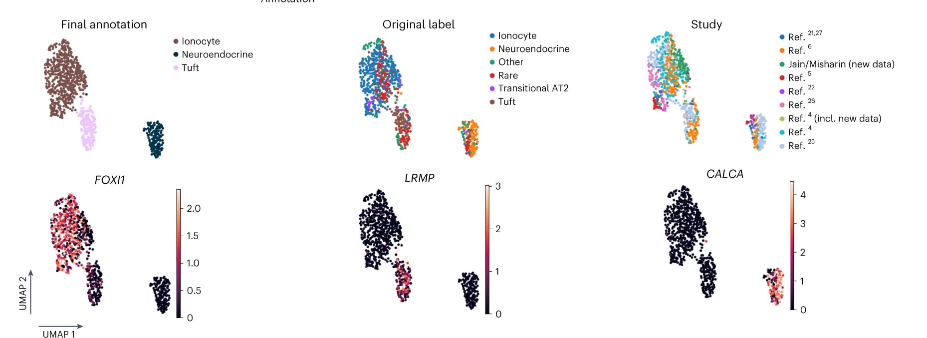 Open access visualization of Scatter Plot, UMAP, HLCA Clusters, Rare Epithelial Cell Types, Ionocytes