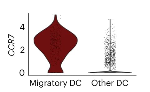 Open access visualization of Violin Plot, CCR7, Migratory Dendritic Cells, Dendritic Cells, Gene Expression