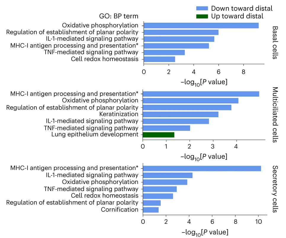 Open access visualization of Bar Plot, Gene Sets, Anatomical Location, Airway Epithelial Cell Types, Gene Ontology