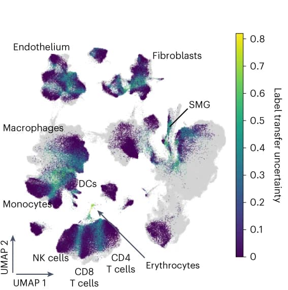 Open access visualization of UMAP, HLCA core, Healthy Lung Dataset, Cell Types, Label Transfer Uncertainty