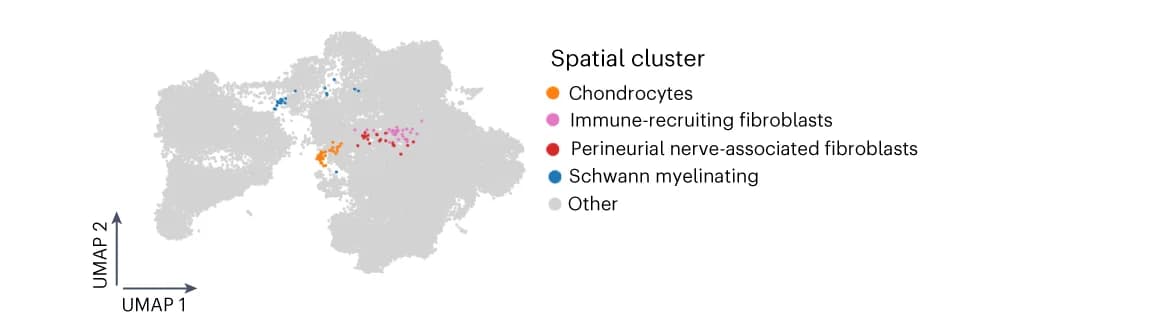 Open access visualization of Scatter Plot, UMAP, Fibroblast, HLCA Core, Healthy Lung Dataset
