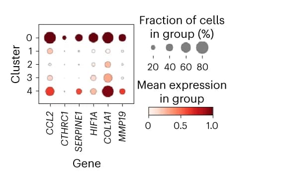Open access visualization of Bubble Plot, Heatmap, Marker Genes, IPF, Alveolar Fibroblasts