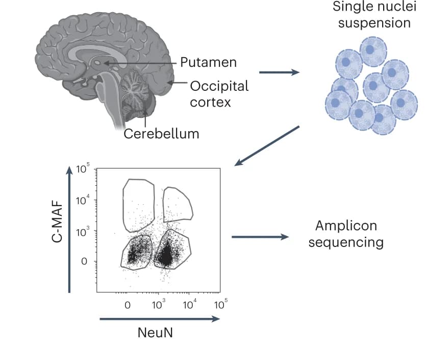 Open access visualization of Workflow, Scatter Plot, Experimental Workflow, Autopsy Samples, Single Nuclei Suspensions