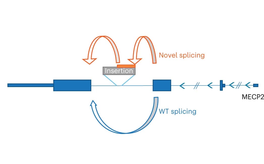 Open access visualization of Illustration, Workflow, Schematic, Splicing outcomes, MECP2