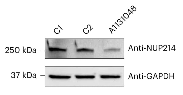 Open access visualization of Gel, Western Blot, NUP214, Fibroblasts