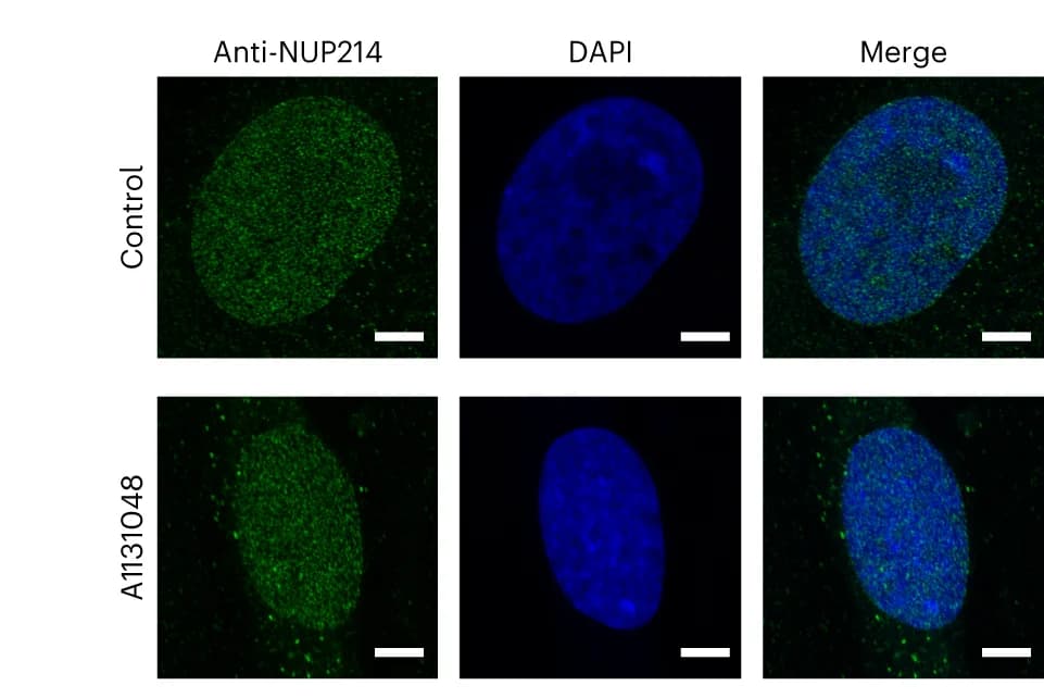 Open access visualization of Microscopy, NUP214, Immunostaining, DAPI, Fibroblasts