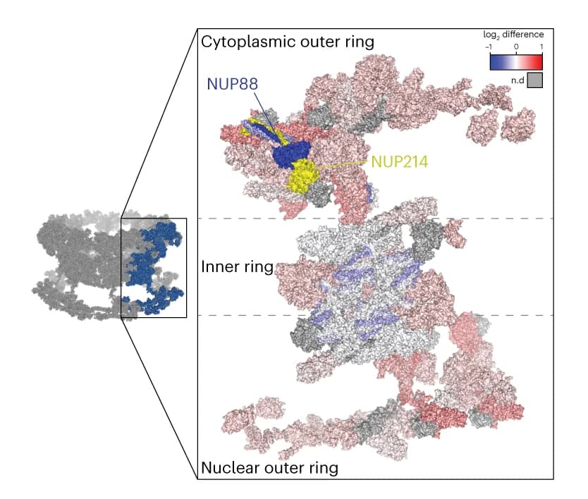 Open access visualization of Protein Structure, Heat Map, NPC Proteins, Proteomics, Nuclear Pore Complex
