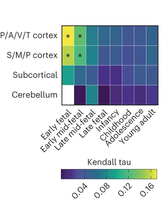 Open access visualization of Heatmap, Autism, Gene Expression, Brain Regions, Developmental Periods
