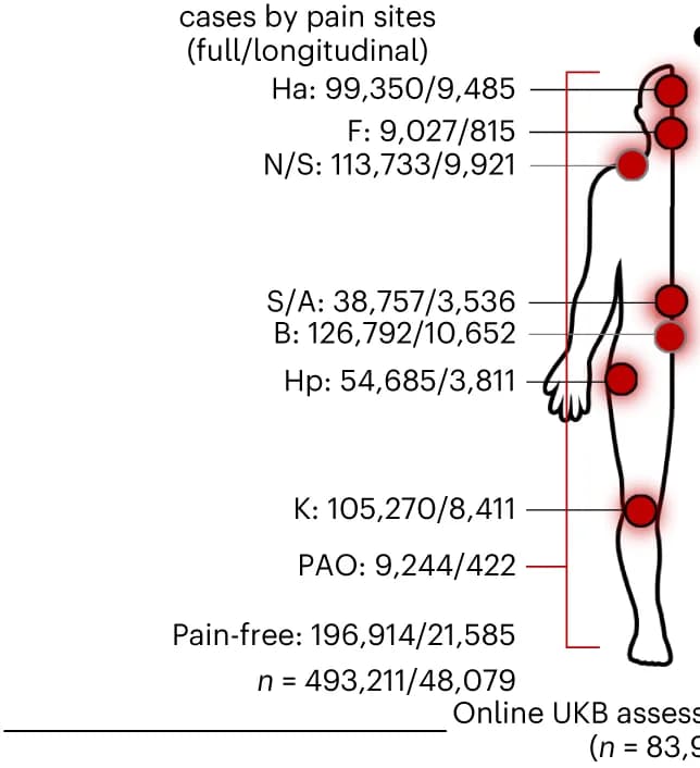 Open access visualization of Illustration, Anatomical Body Map, Pain Sites, Acute Pain, Chronic Pain
