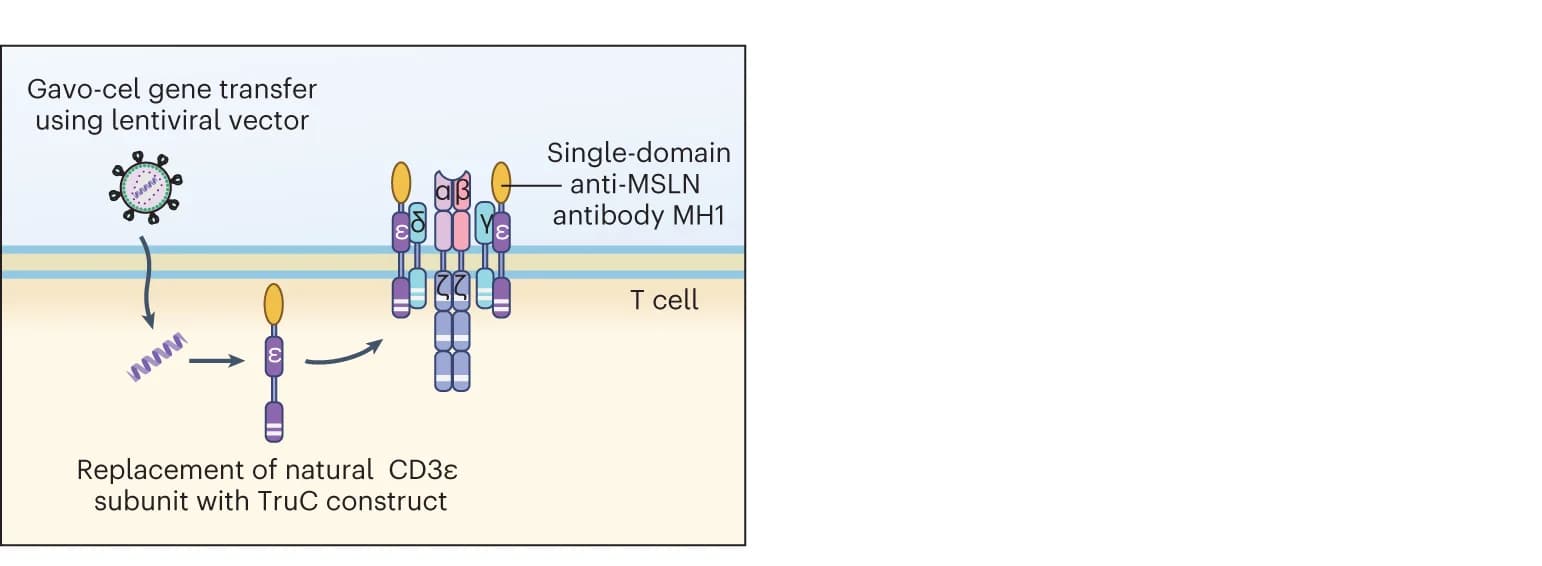 Open access visualization of Workflow, Illustration, Gavo-cel, T Cells, Lentivirus