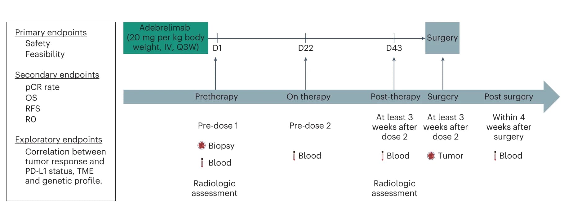 Open access visualization of Workflow, Flowchart, Trial Schema, Neoadjuvant Adebrelimab, Surgical Resection