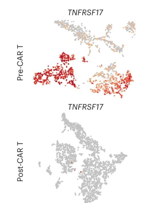 Open access visualization of Scatter Plot, UMAP, Uniform Manifold Approximation and Projection, CD138, ScRNA-seq