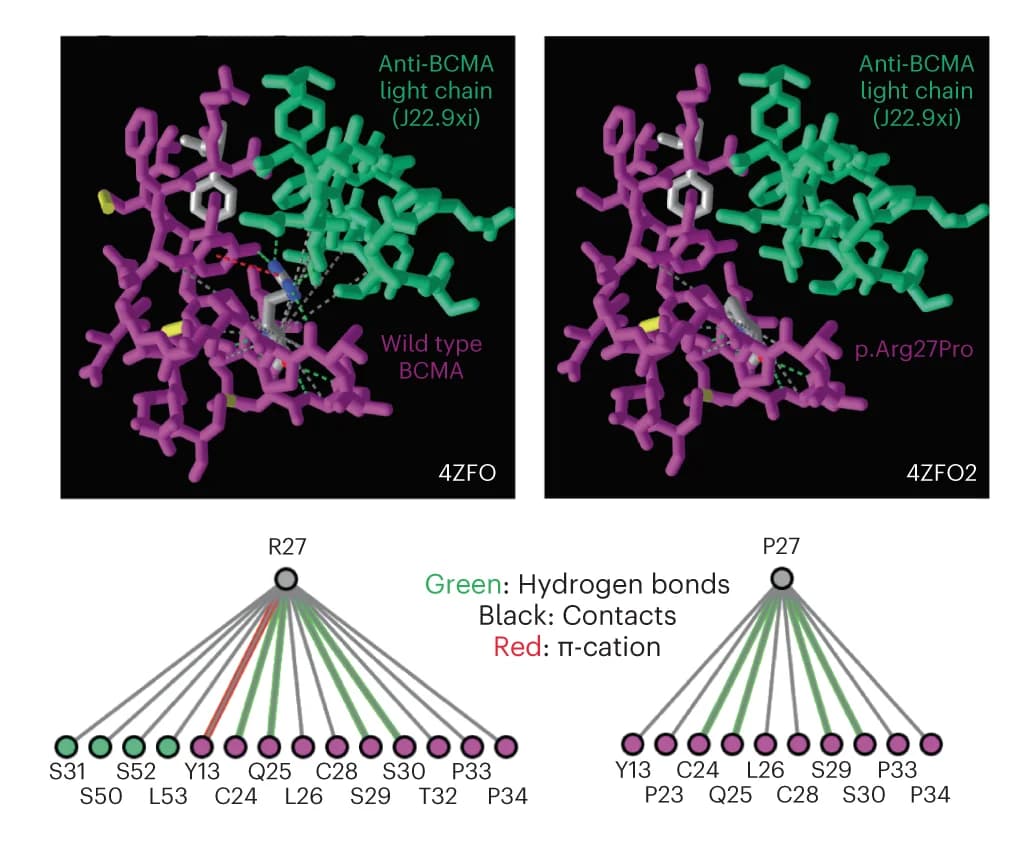 Open access visualization of Protein Structure, Crystal Structure, BCMA, Light Chain, Protein Interaction