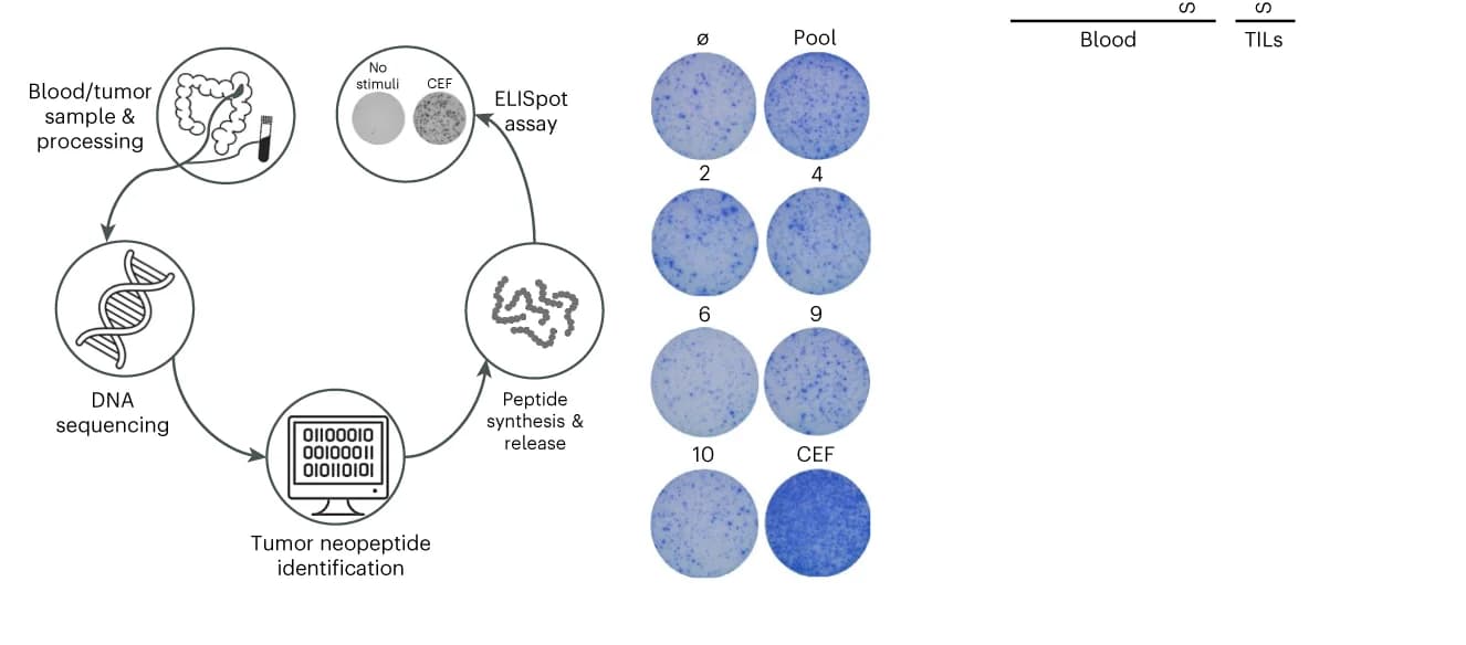 Open access visualization of Workflow, Illustration, Photo, T Response, Blood