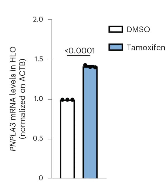 Open access visualization of Bar Plot, Quantification, ORO Staining, Neutral Lipids, HepG2 Cells