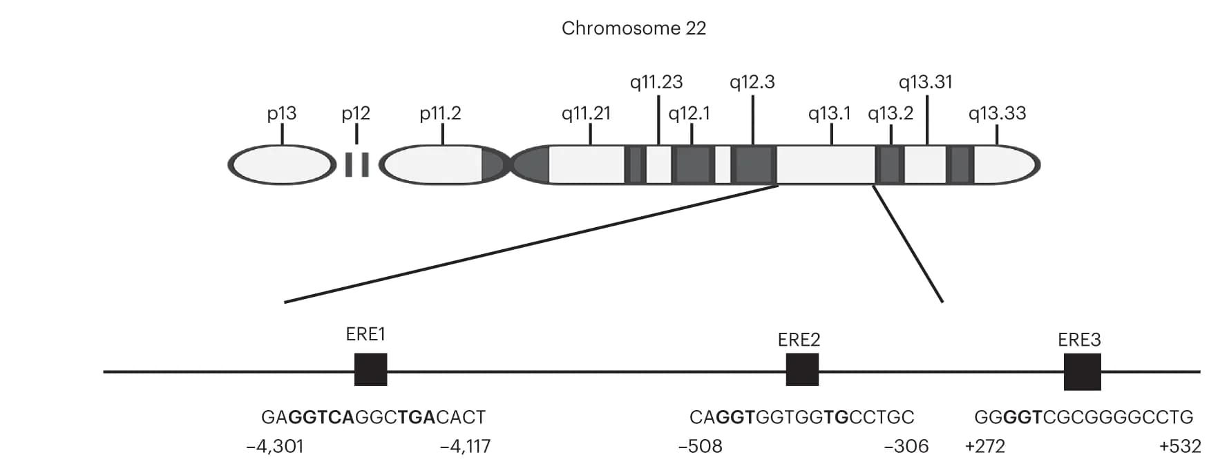 Open access visualization of Illustration, EREs, TSS, Promoter Region, PNPLA3 Gene