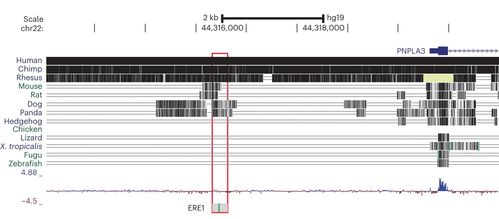 Open access visualization of Line Plot, PNPLA3-ERE1, Genome Conservation, Mammal Genomes, GRCh37/hg19 Build