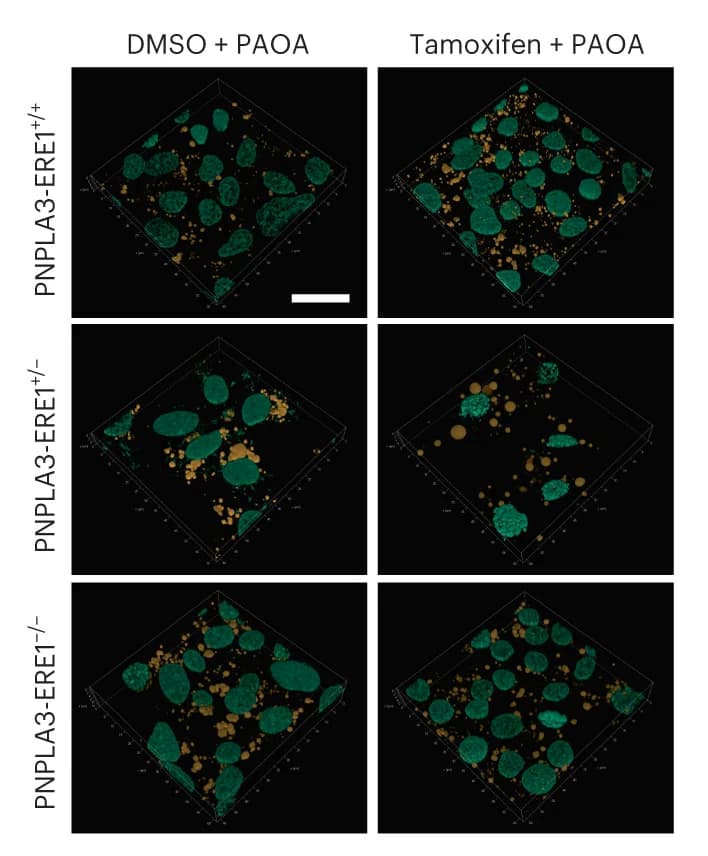 Open access visualization of Microscopy, Immunofluorescence, DAPI, Lipid Droplets, Nile Red