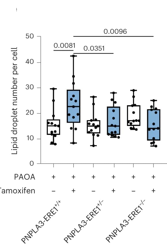 Open access visualization of Box Plot, Scatter Plot, Lipid Droplets, ImageJ, Nuclei