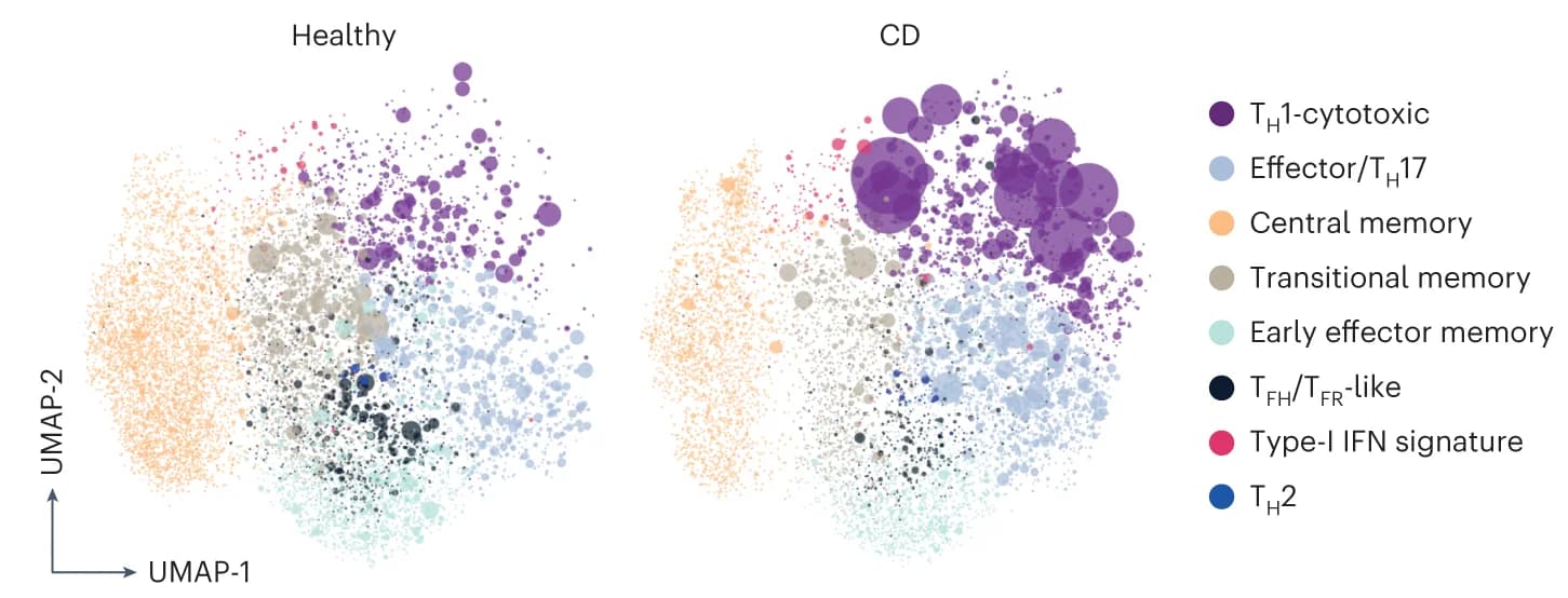 Open access visualization of UMAP, Bubble Plot, Scatter Plot, TCR-beta Clonotype, scRNA-seq Dataset